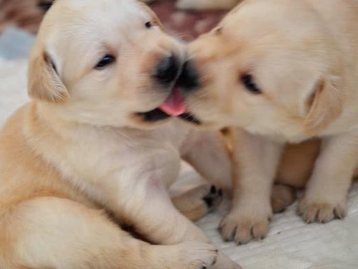 拉布拉多犬，两个月大的可爱瞬间与成长印记