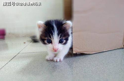 猫咪六个月相当于多大——探究猫的成长过程与人的时间对比