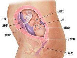 五个月胎位图，揭示胎儿成长与发育的奥秘