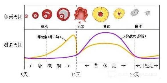 女生一个月排卵几次，生理周期中的奥秘