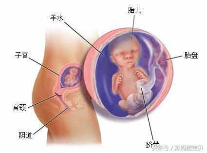 孕一个月胎儿图，揭开生命神秘面纱的初步探索